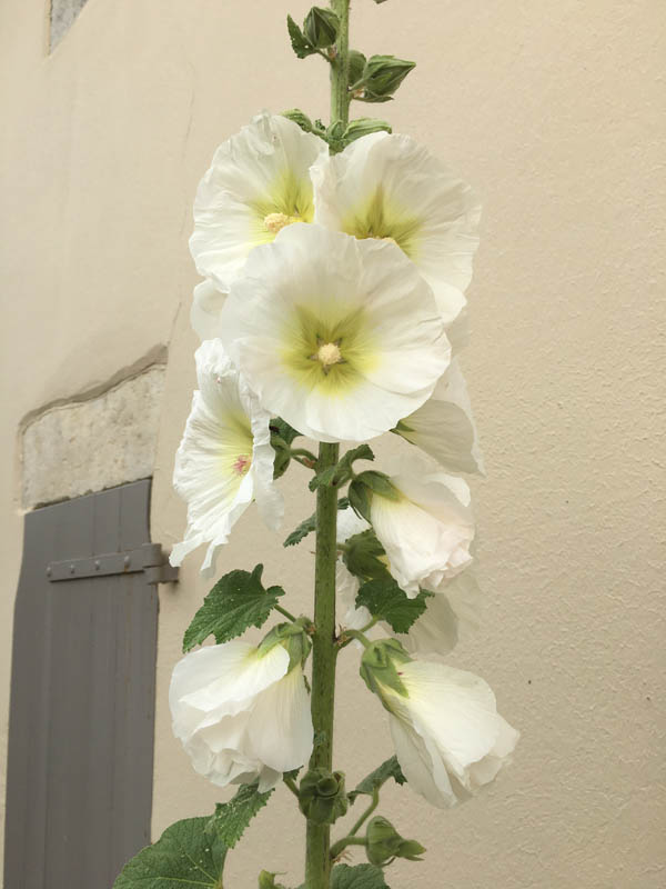 Alcea rosea